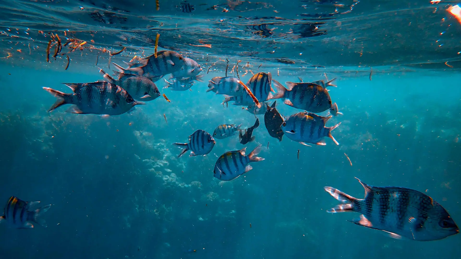 Barbados